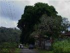 Banyan